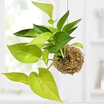 Amazon｜[ miipas ] ポトス エンジョイ 観葉植物 吊り下げ ハンギング